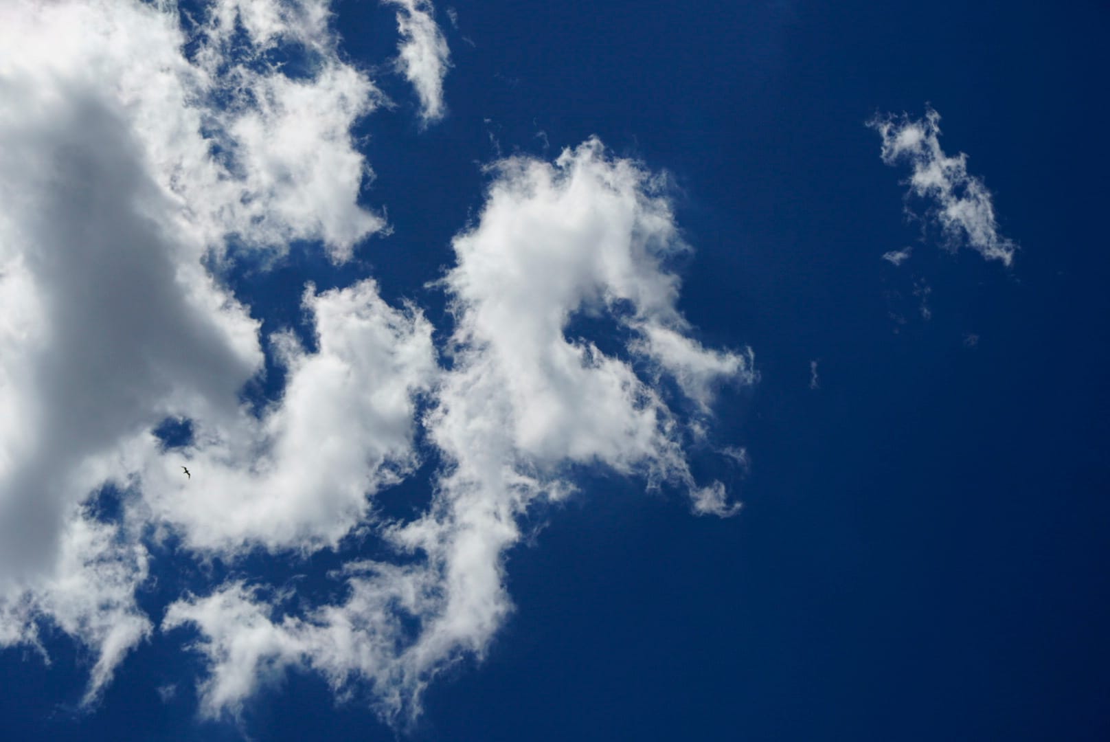 White clouds and a small bird in a deep blue sky