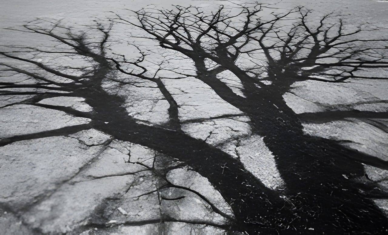 Bare winter trees silhouetted against a pale sky, black and white