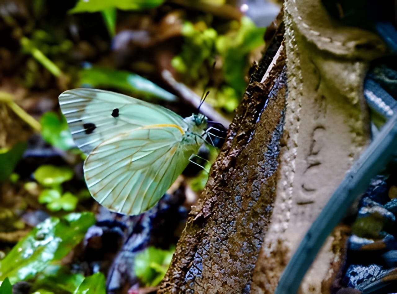 A pale cabbage white butterfly on a dark wet log