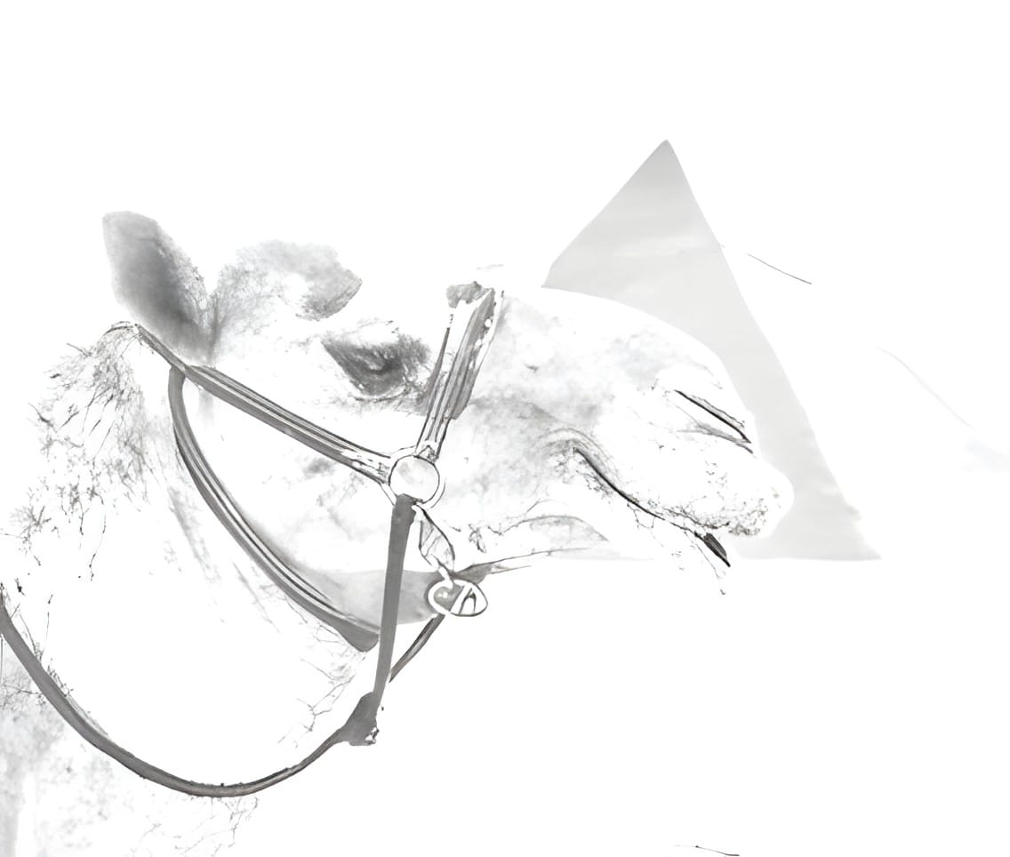 A camel in a bridle with a faint pyramid behind it, high key white