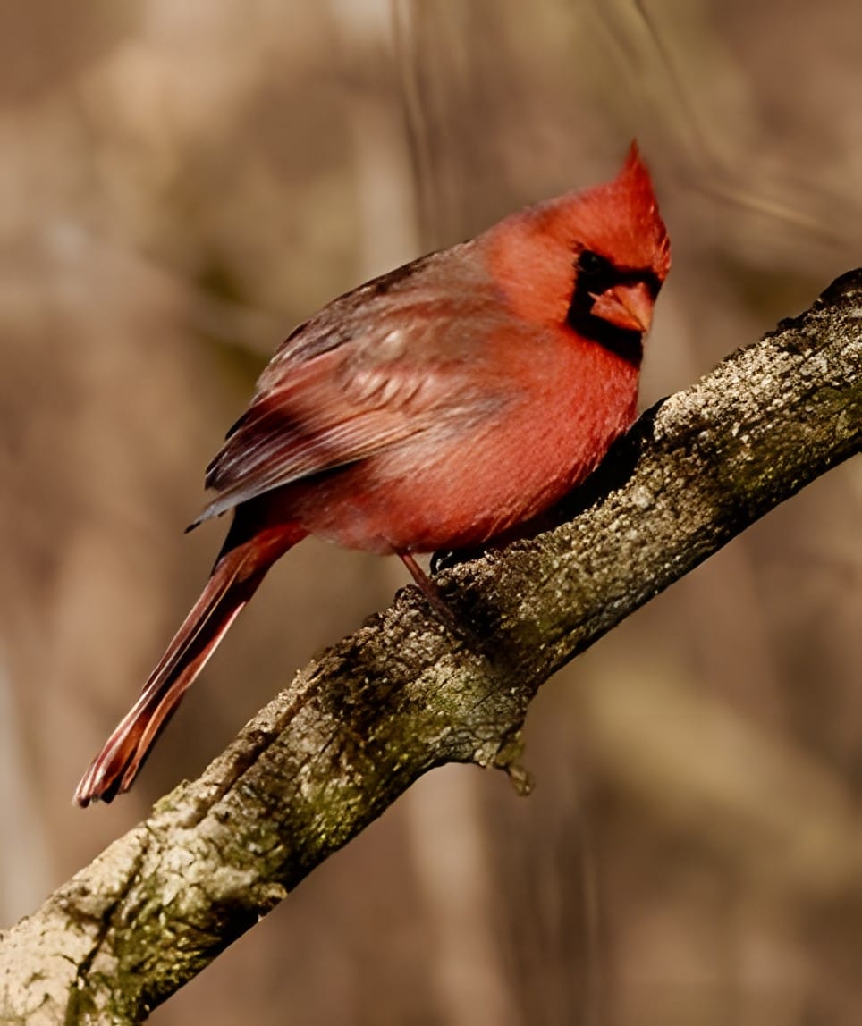 A male northern cardinal perched on a bare branch