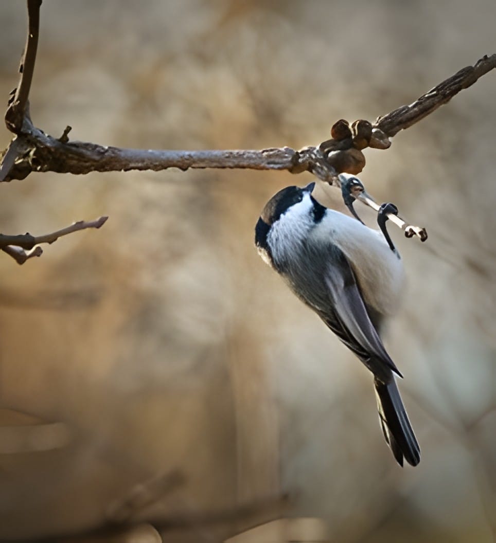 A black capped chickadee hanging from a twig with a seed in its bill