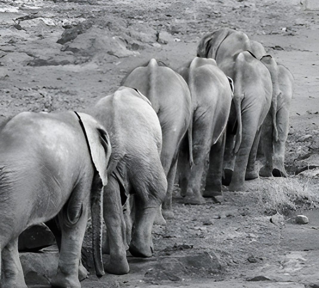 A line of elephants seen from behind walking away, black and white