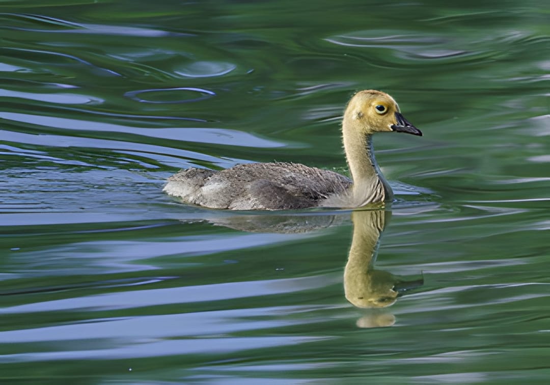 A single gosling swimming with its reflection on still green water