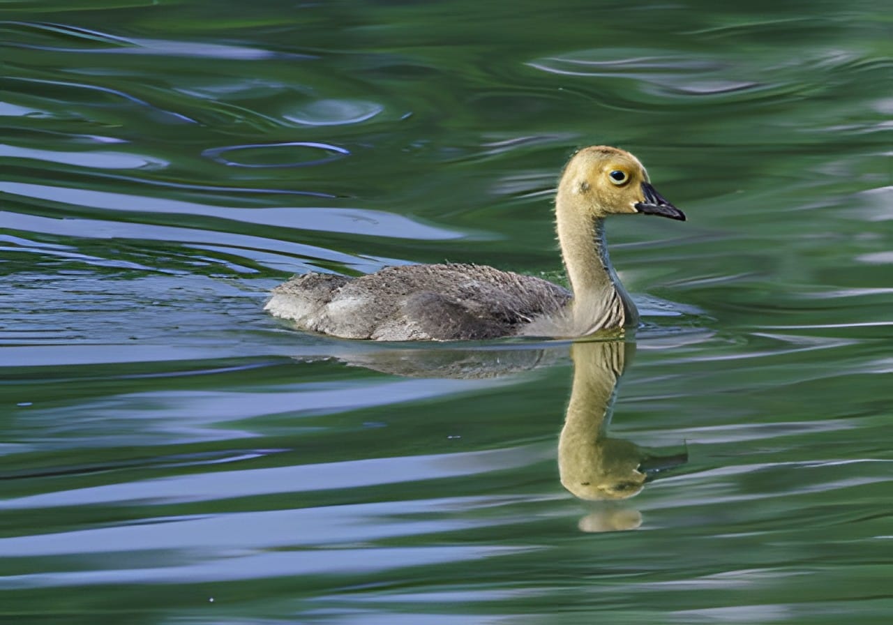 A single gosling swimming with its reflection on still green water