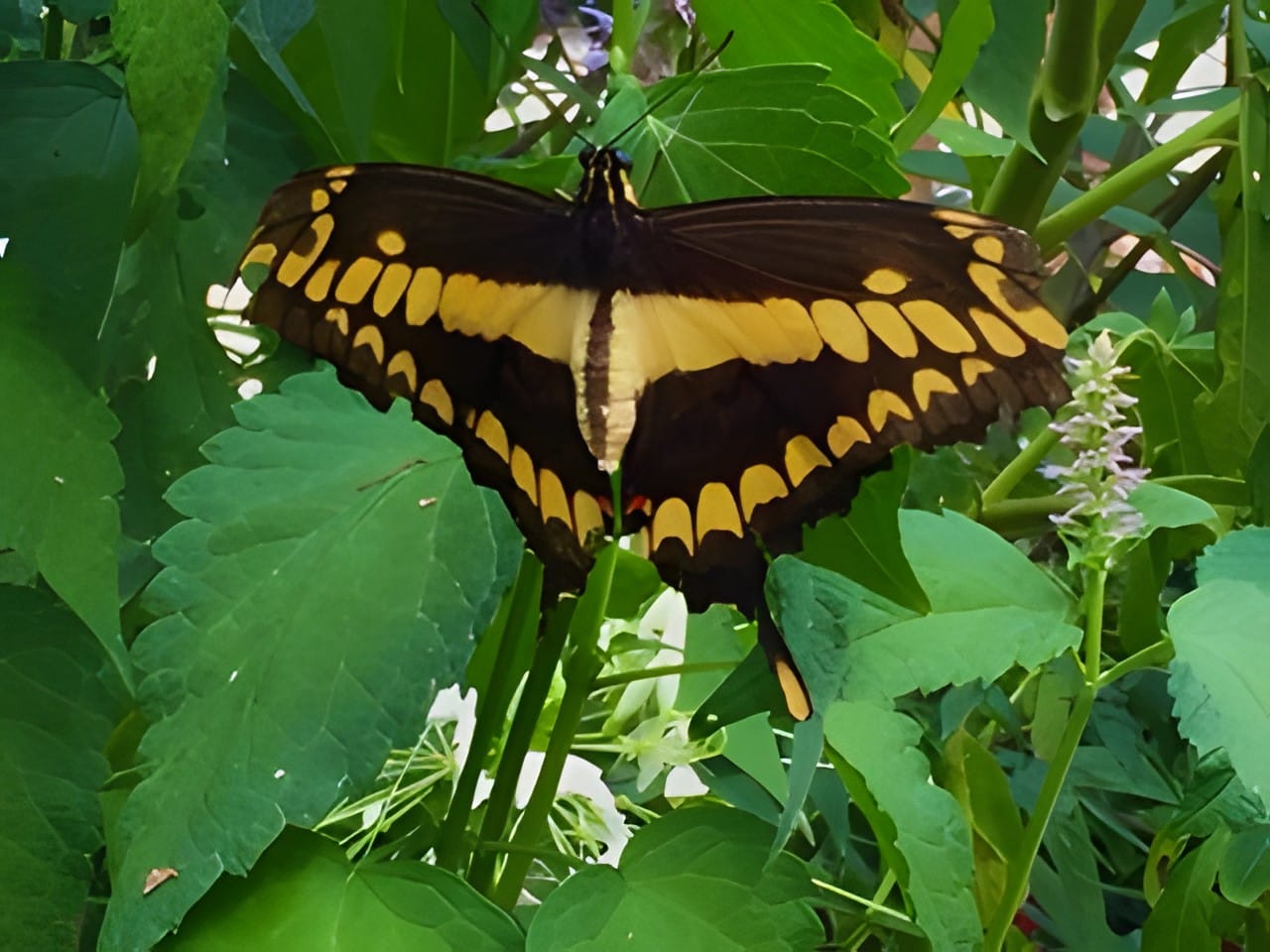 A black and yellow giant swallowtail butterfly among green leaves