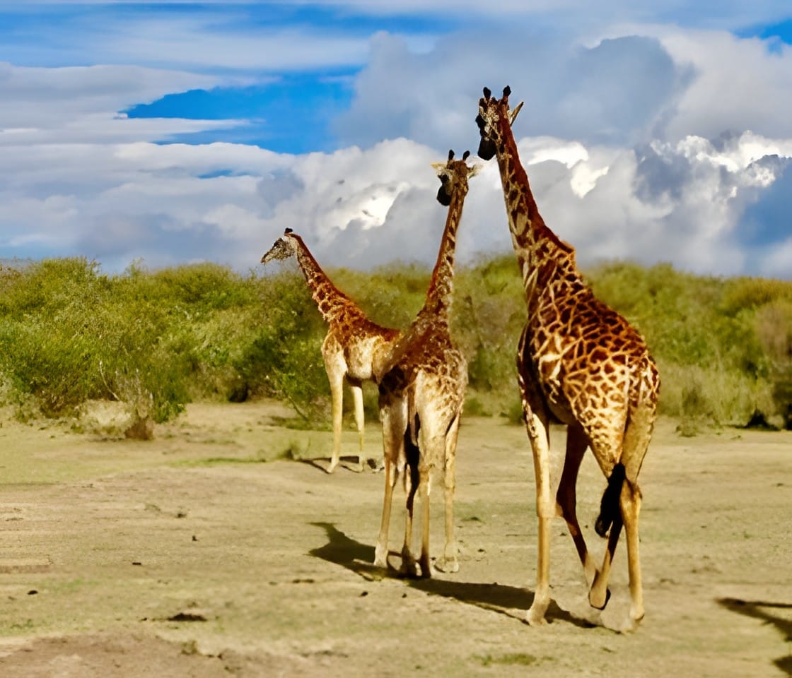 Two giraffes standing on the savanna with mountains behind