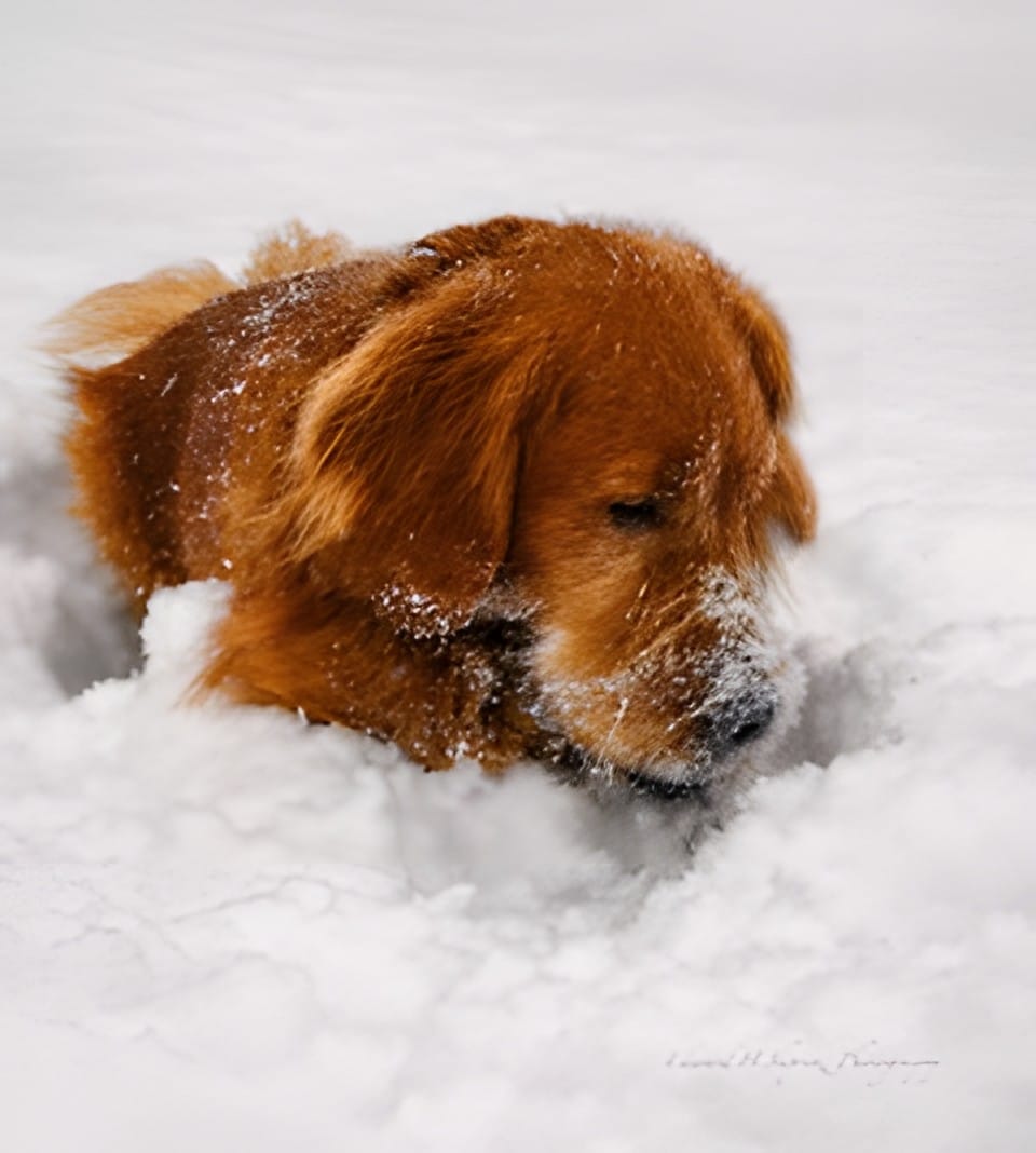 A golden retriever lying in fresh snow