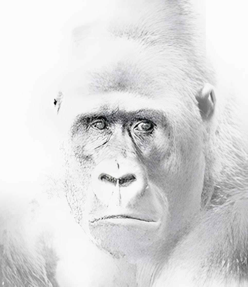 A high key portrait of a gorilla looking directly into the camera