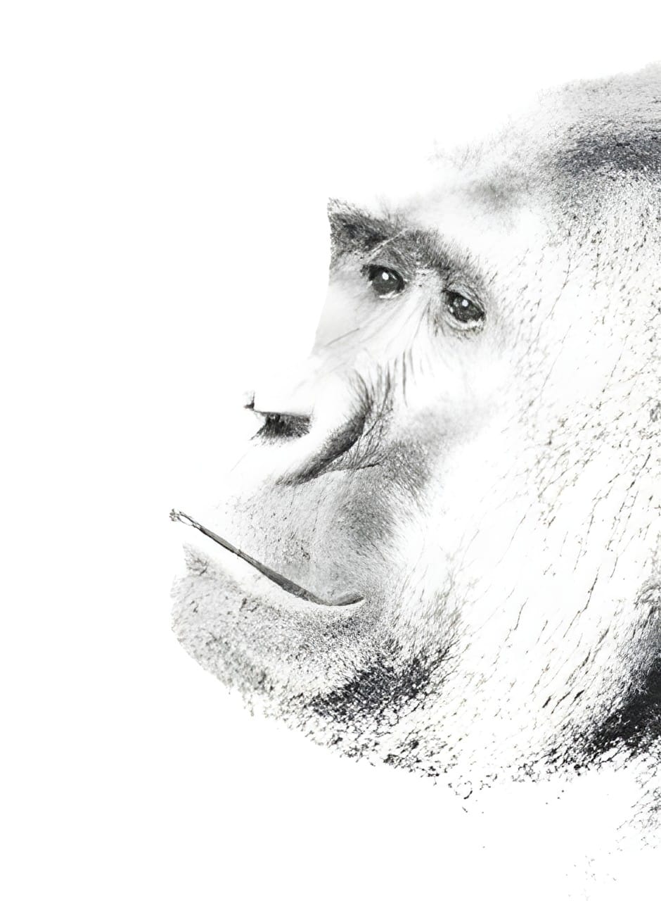 A profile portrait of a gorilla in high key white