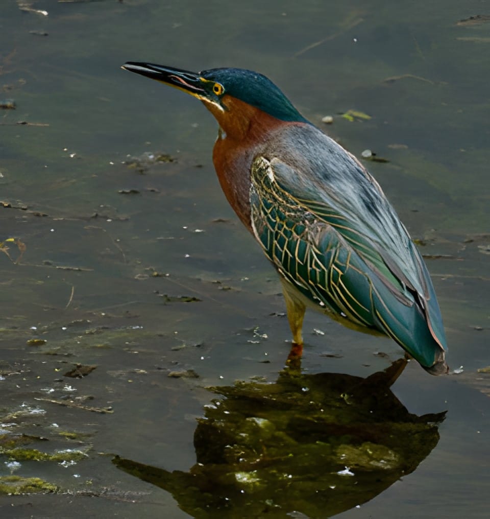 A green heron standing in shallow water with its reflection