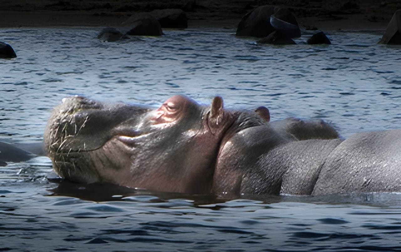 A hippopotamus surfacing with eyes above the water