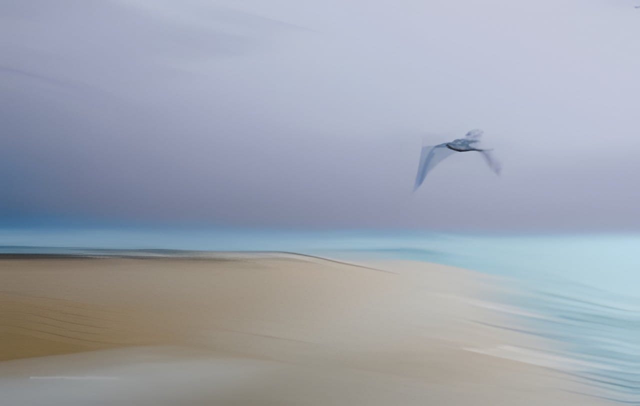 A gull over a pale shoreline, softened by intentional camera movement