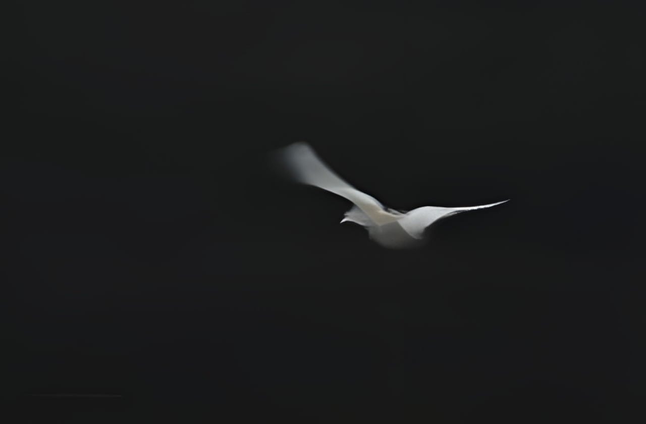 A lone bird against a dark background, blurred by intentional camera movement