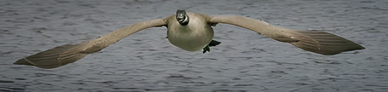 A Canada goose flying head on, low over gray water