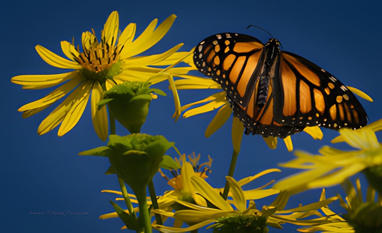 A monarch butterfly on a yellow sunflower against a blue sky