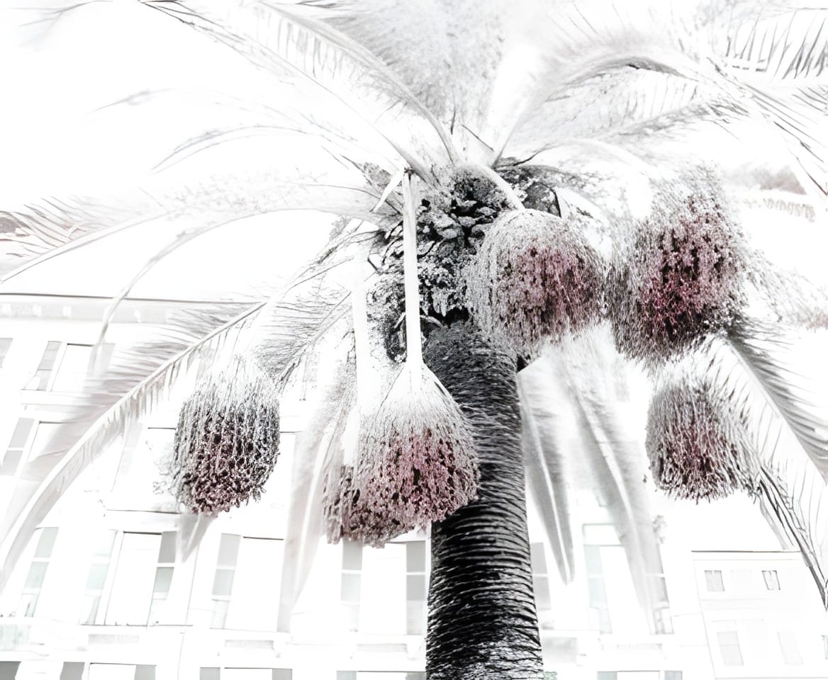Clusters of dates on a palm in high-key white