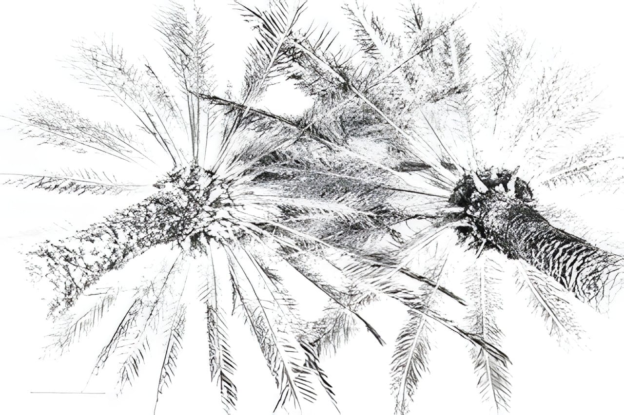 A palm frond rendered as fine white lines on white, high key