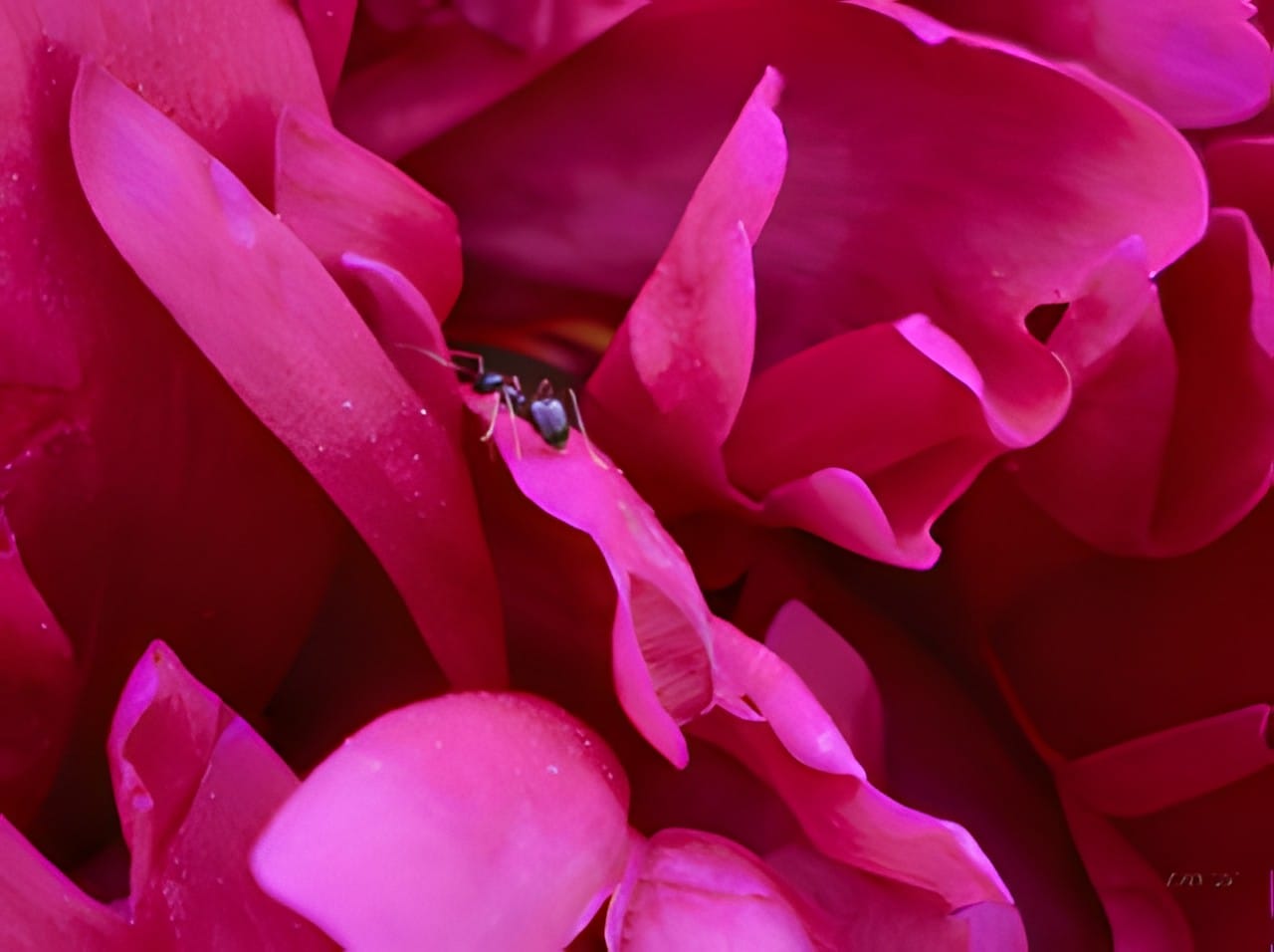 A magenta peony in full bloom, close up