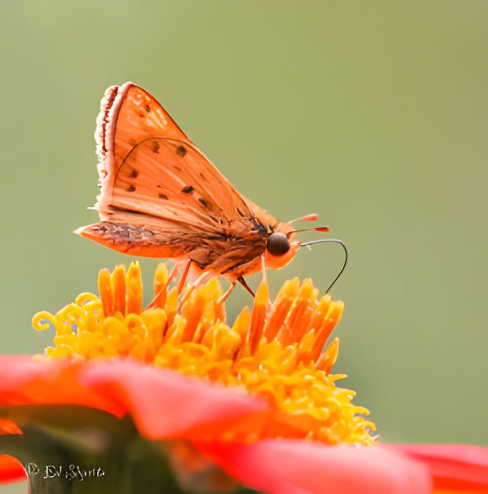 An orange skipper butterfly on a bright orange flower