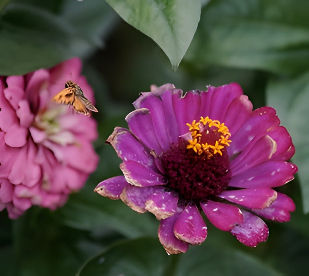A small skipper butterfly on a magenta zinnia flower