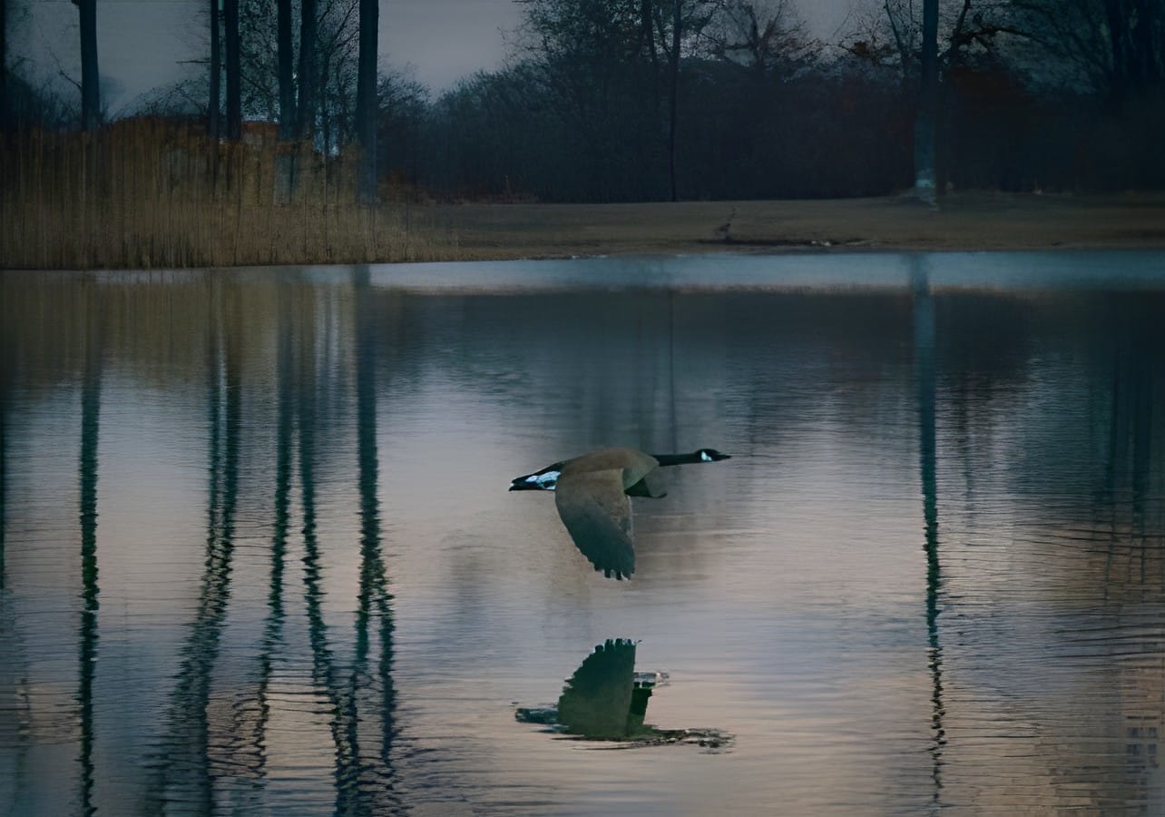 A single Canada goose flying low over water at dusk with its reflection