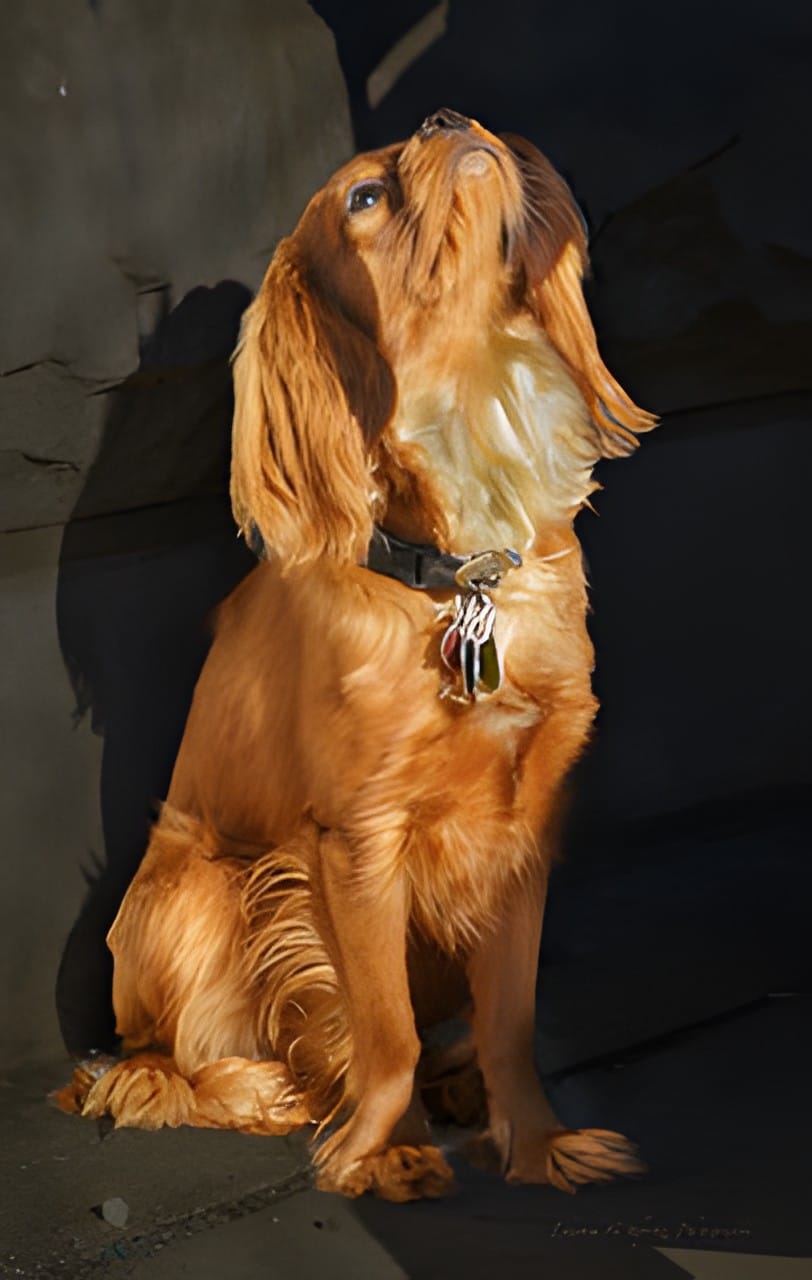 A golden cocker spaniel sitting in warm light