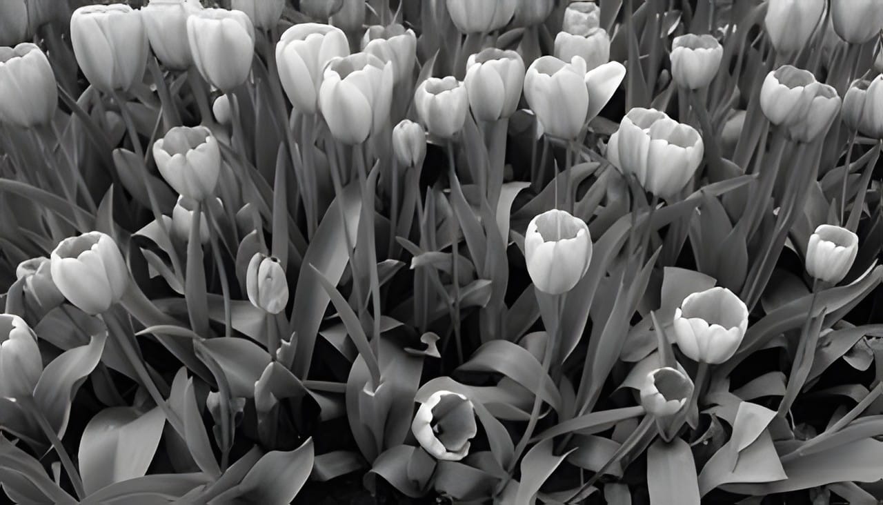 A bed of tulips in black and white