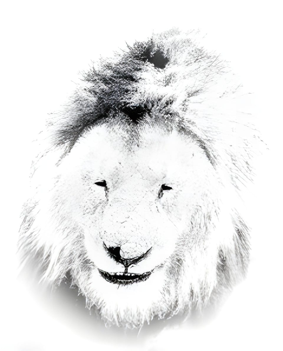 A lion's face in high key white appearing to smile