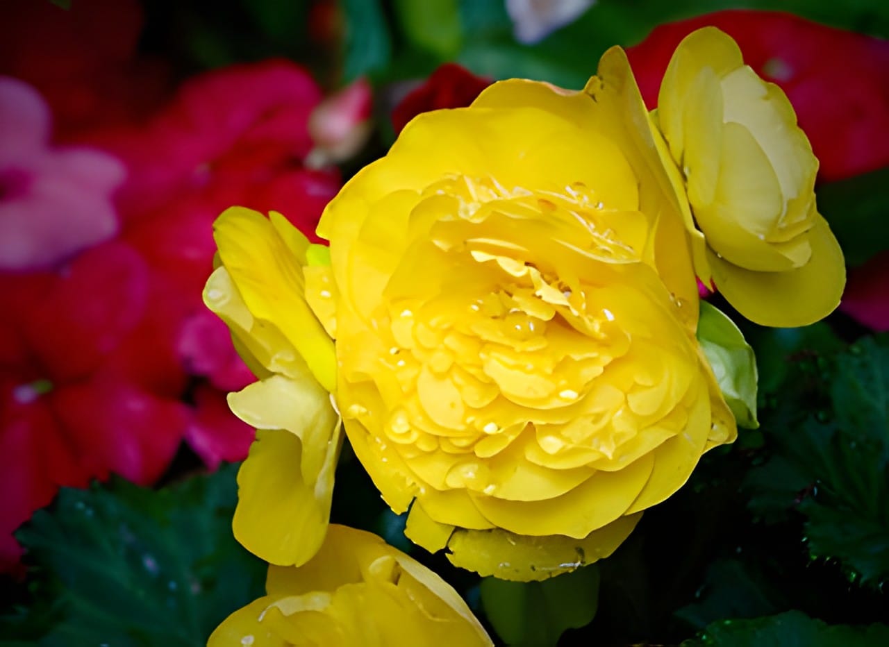 Yellow flowers blooming against deep red