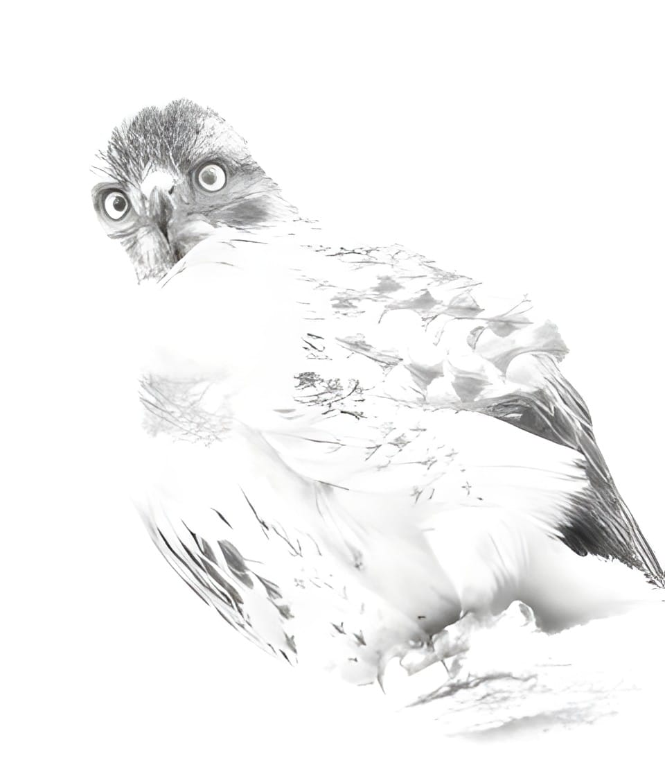 A juvenile hawk in high key white looking at the camera
