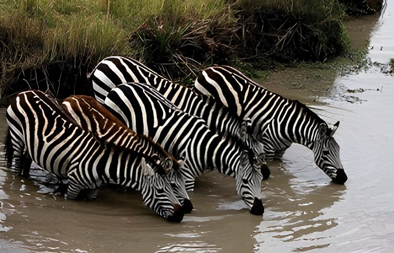 A group of zebras drinking at a waterhole