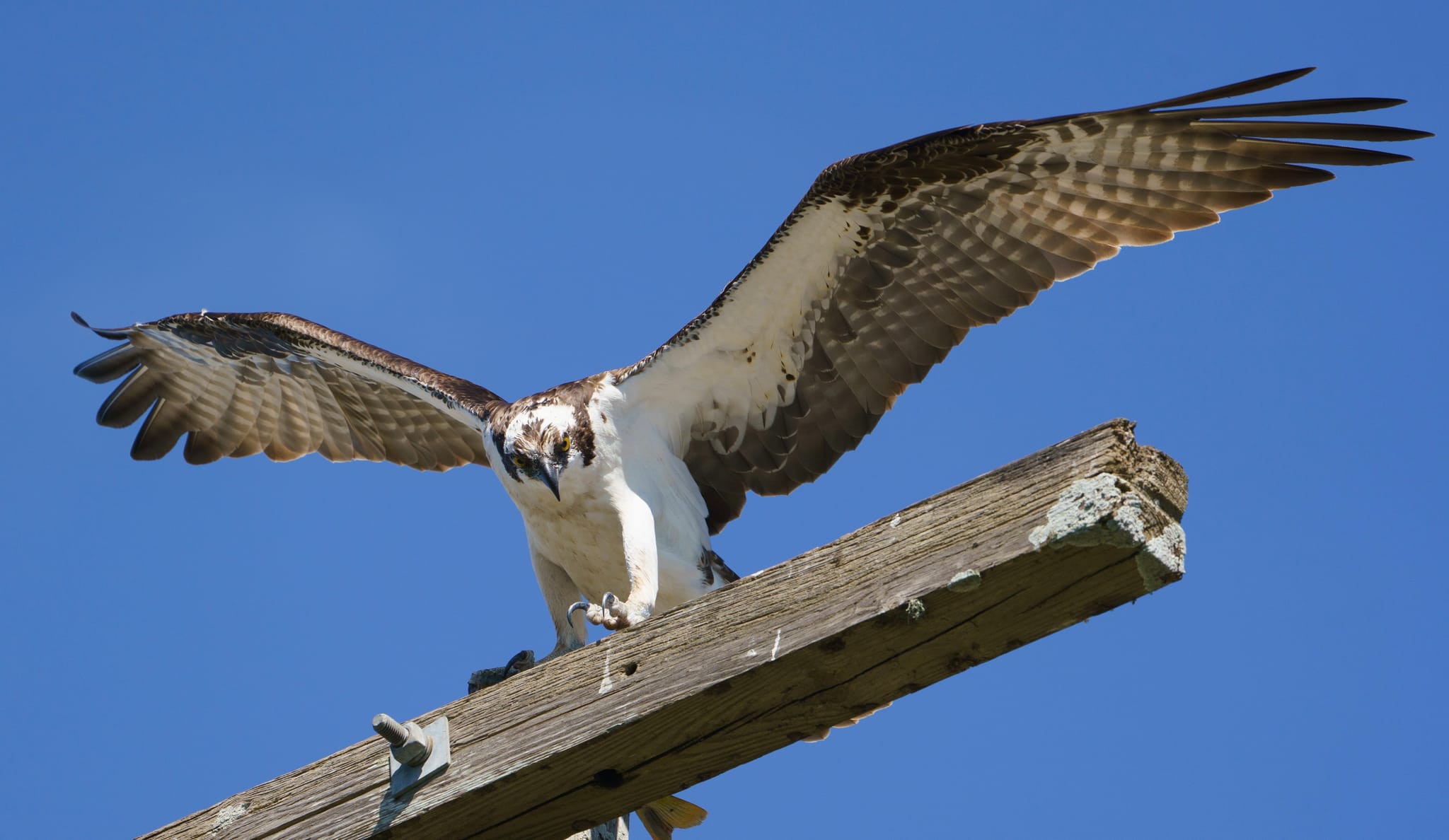 Photograph by Ed Shpritz