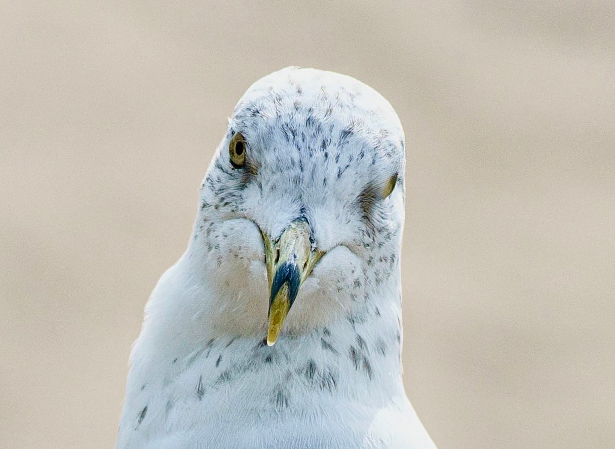 Photograph by Ed Shpritz