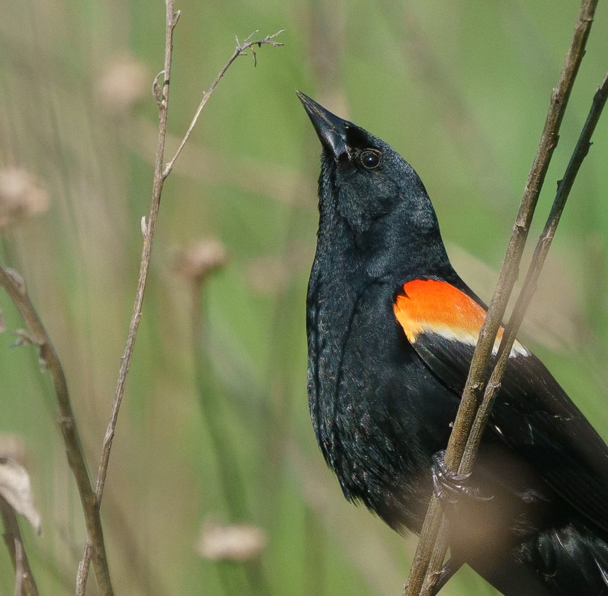 Photograph by Ed Shpritz