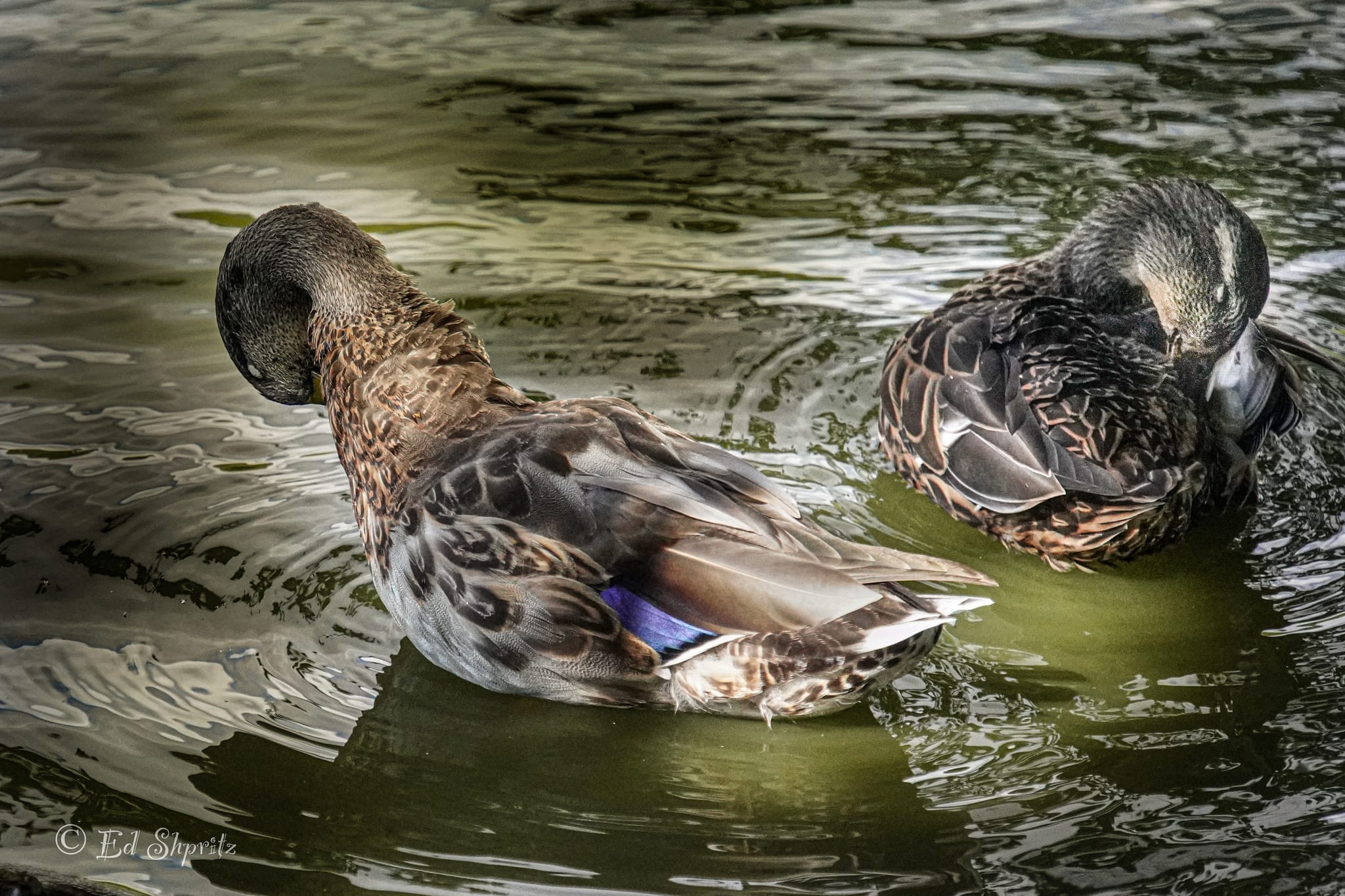 Photograph by Ed Shpritz