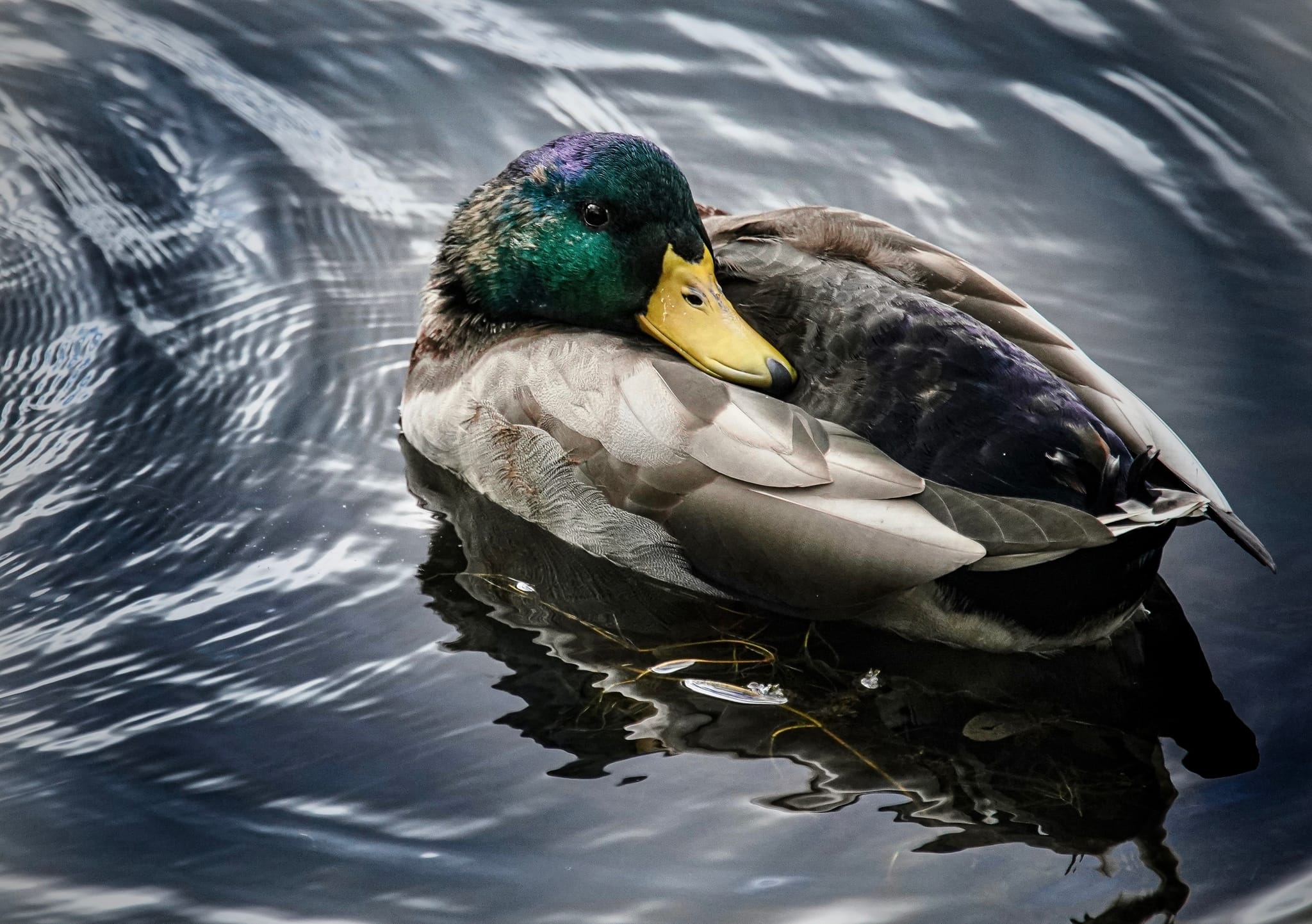 Photograph by Ed Shpritz