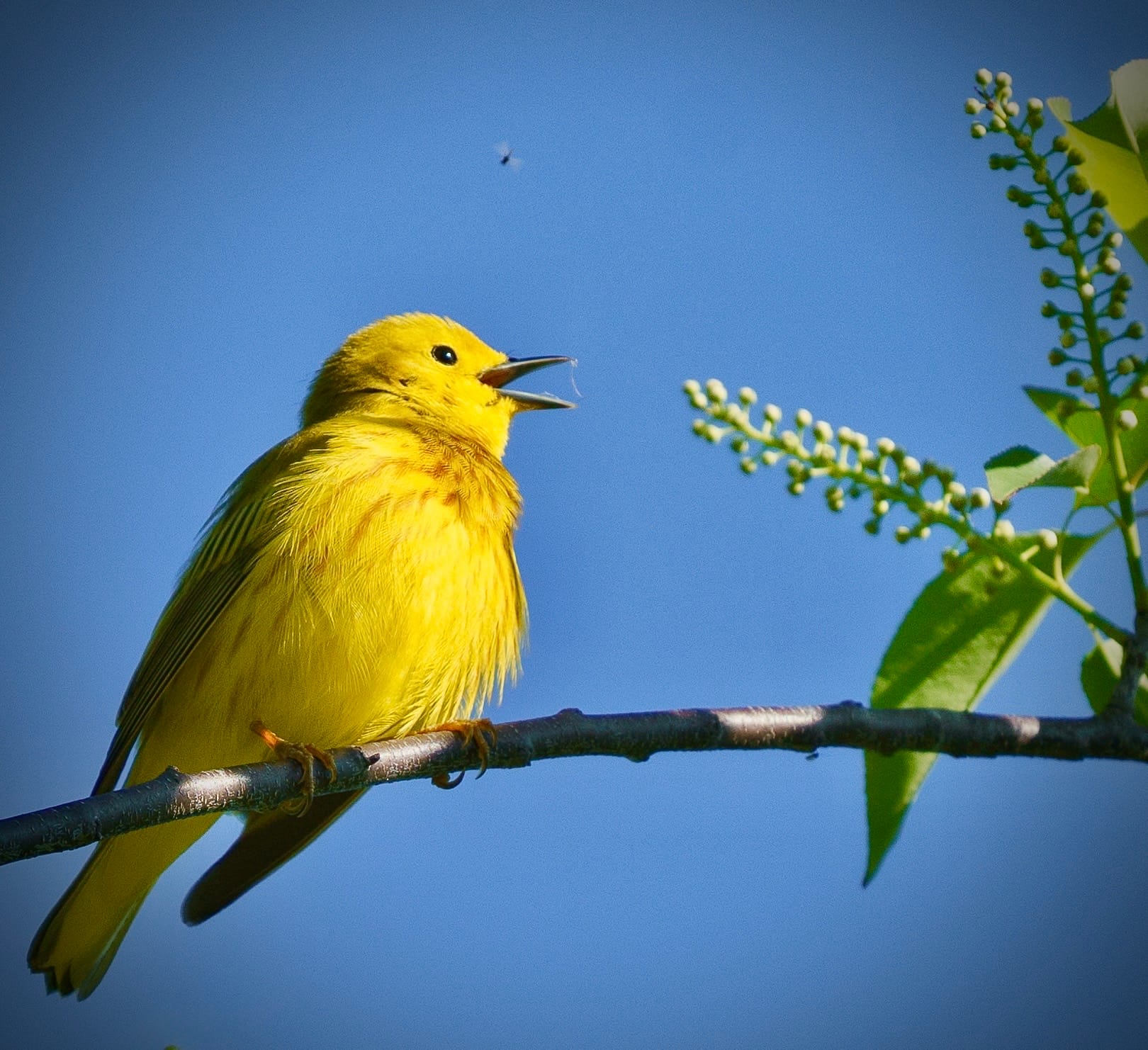 Photograph by Ed Shpritz