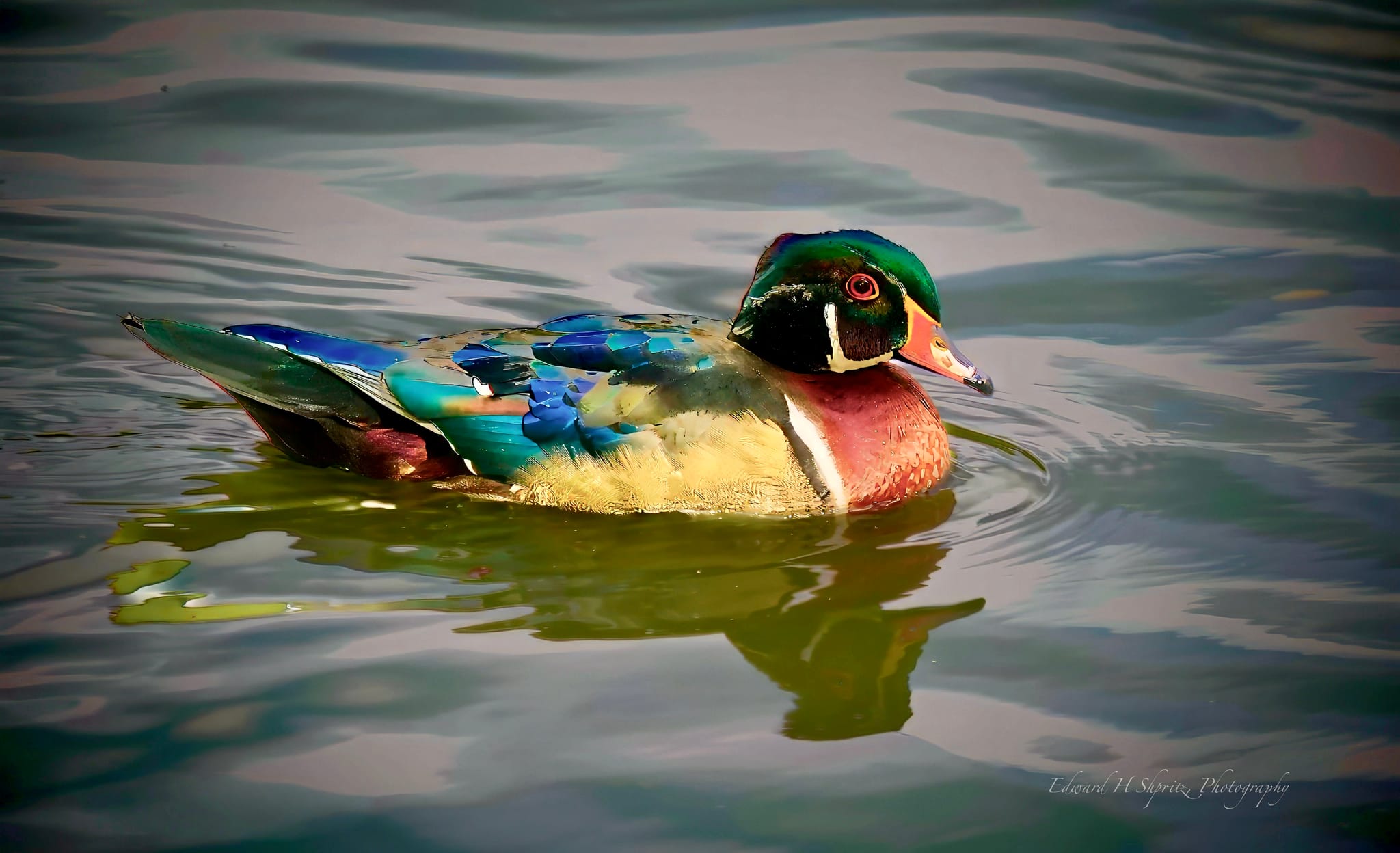 Photograph by Ed Shpritz
