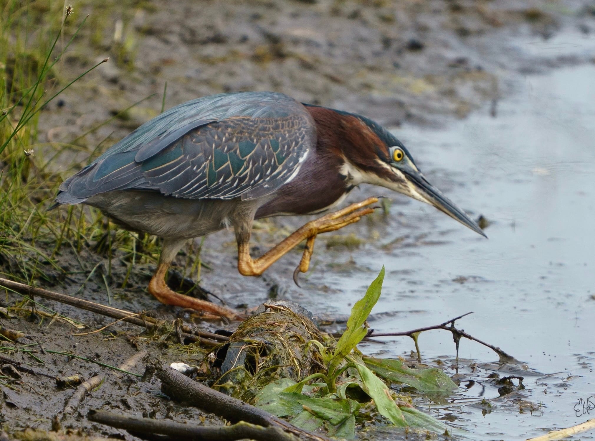 Photograph by Ed Shpritz