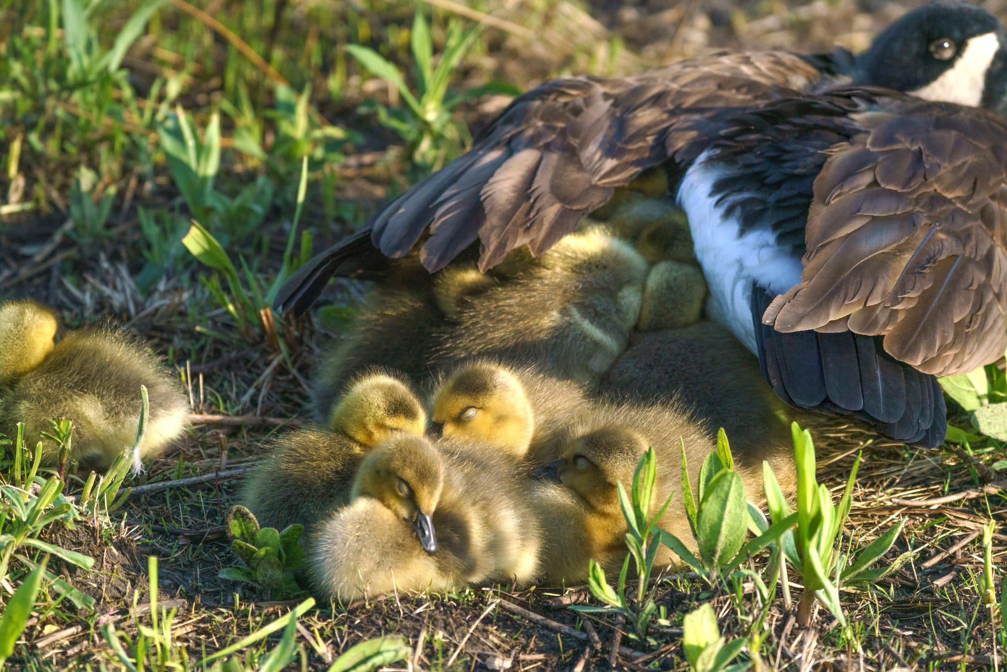 Four downy goslings huddled together in green grass