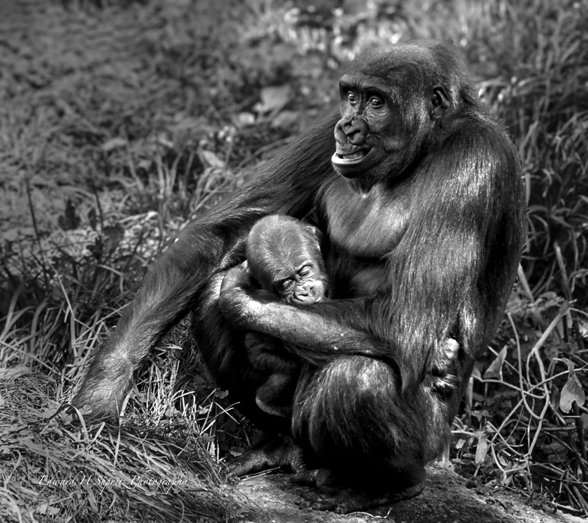 A gorilla mother with her baby in the grass. — by Ed Shpritz