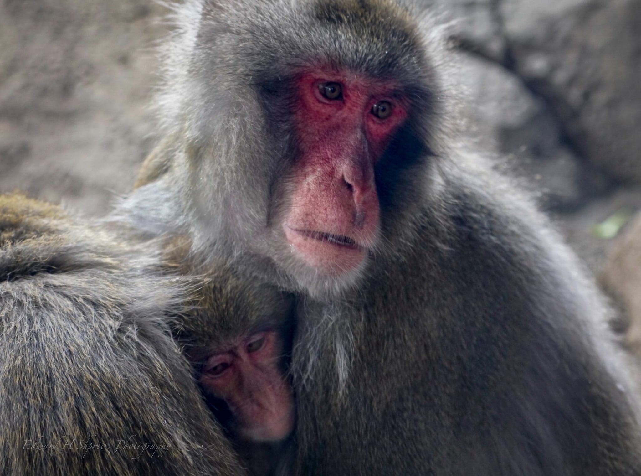 Two Japanese macaques close together in soft morning mist. — by Ed Shpritz