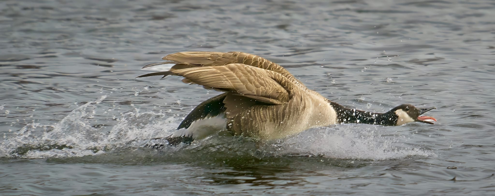 A goose flying directly toward the camera with wings fully spread, high key
