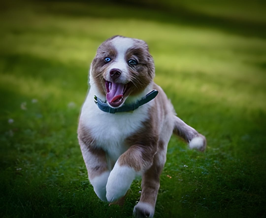 An Australian shepherd puppy leaping across the grass