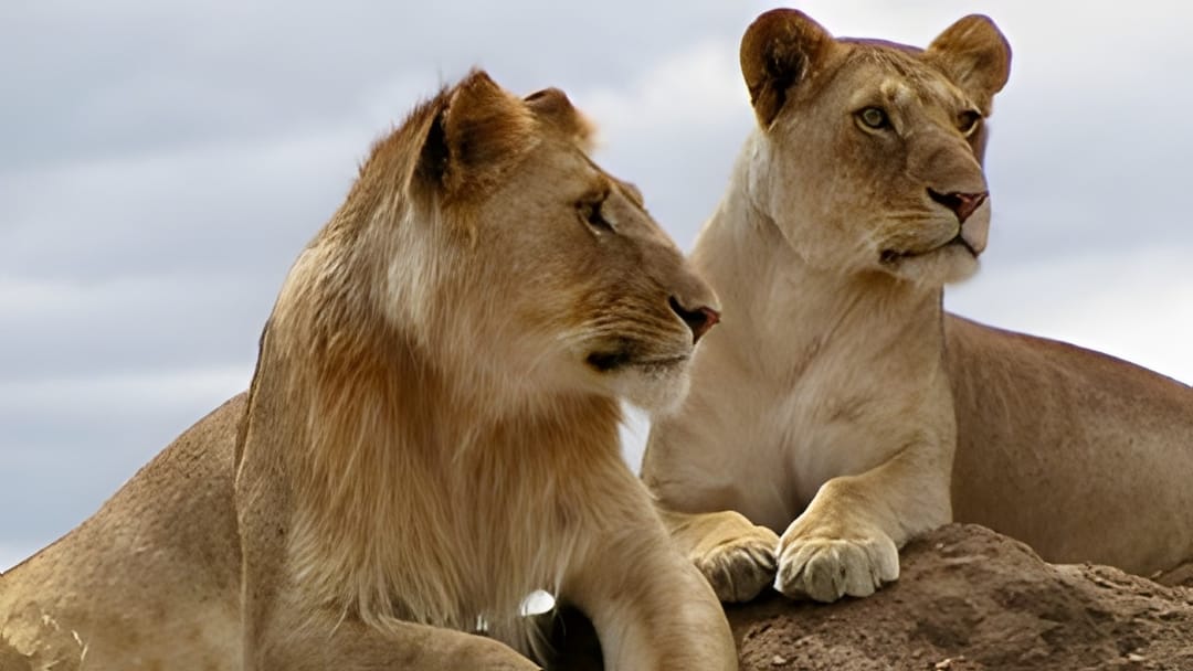 Two lions resting close together
