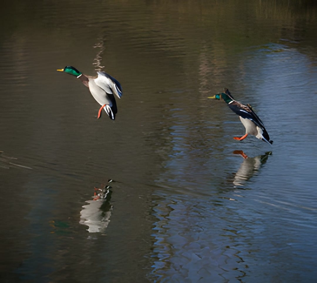 Two mallard drakes coming in to land on the water with their reflections