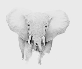 A baby elephant facing forward with ears spread wide, high key white