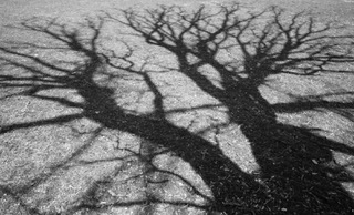 Bare winter trees silhouetted against a pale sky, black and white