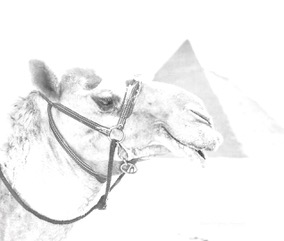 A camel in a bridle with a faint pyramid behind it, high key white